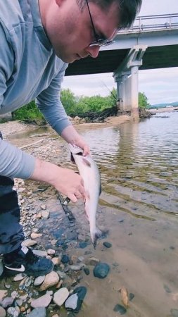 Горбуша,  одна самка и один самец.🎣🐟🌊 #nastikae #fishing #рыбалка #Горбуша