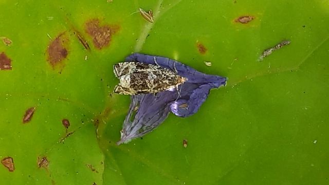 Листовёртка (Syricoris lacunana)