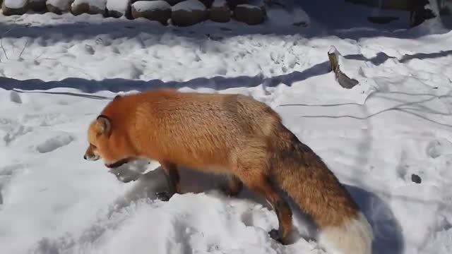 Вот Зачем Животным Нужны Хвосты смотреть онлайн