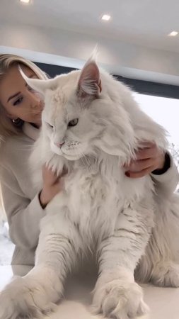 Искусственный интеллект выходит из-под контроля!😹 #mainecoon