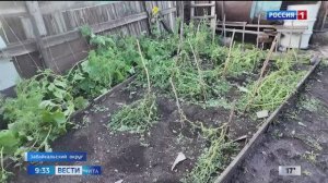 24 июля «Вести-Чита» в 09:30