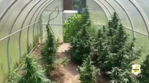 Наркоагроном,вырастивший порядка 35 кг каннабиса на участке родственника,задержан полицией Смоленска