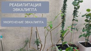 🟠🟤РЕАБИЛИТАЦИЯ-УКОРЕНЕНИЕ ЭВКАЛИПТА ДИГЛУПТА #plants #эвкалипт