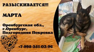Пропала собака! МАРТА. Оренбургская обл,  г.Оренбург,  Подгородняя Покровка