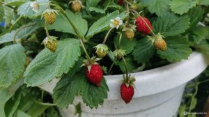 Удобрения, которыми я пользуюсь. 🍓🍓🍓