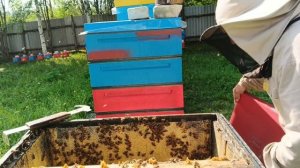 24.07.25. Иошка в подарок!!!