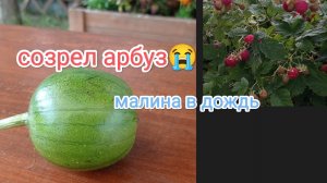 жизнь на Крайнем Севере/созрел мой арбуз😉/очень холодно