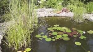 Прудик с кувшинками.