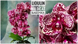 Phal. Lioulin Wild Cat peloric от садовника Son Ya 🌸Второе цветение орхидеи бабочки Дикий Кот.Обзор