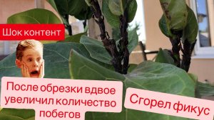 Обзор фикуса Лирата после весенней обрезки и лета на террасе.