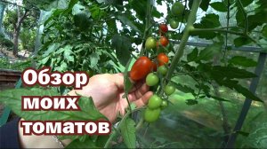 Мои томаты. Обзор2