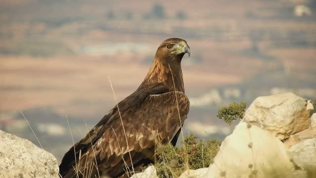 Самые Быстрые Птицы на Планете смотреть онлайн