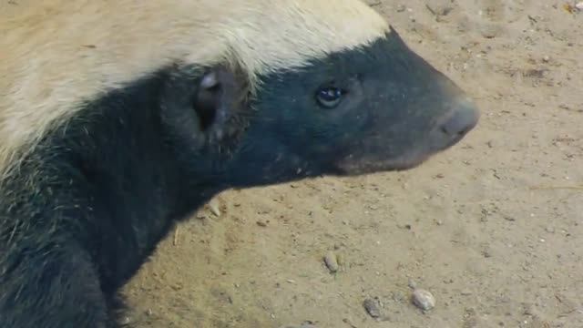 Вот Почему Это Животное Самое Бесстрашное. МЕДОЕД смотреть онлайн