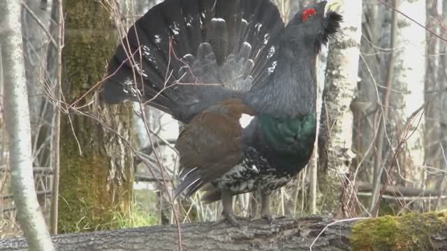 Эти Птицы в Красной Книге России. Поправки 2020 года смотреть онлайн