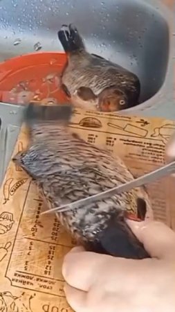 Караси чищу с помощником