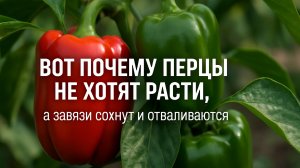 Вот ПОЧЕМУ ПЕРЦЫ НЕ ХОТЯТ РАСТИ 🌱❌, а завязи сохнут и отваливаются 🫑💧🍂.