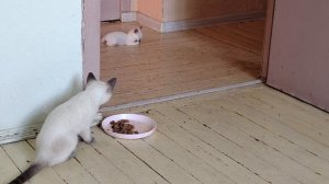 Новенькая девочка напугала маленького котенка