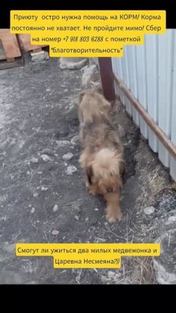 НАС100=99хвостиков+1человек!