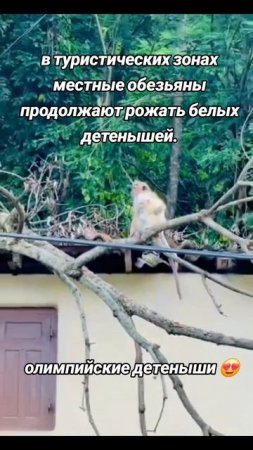 Белый обезьяны в Шри-ланке