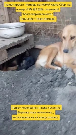 НАС100=99хвостиков+1человек!