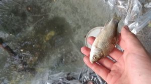 прудик своими руками