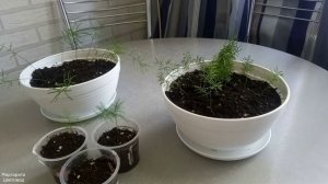 Пересадка аспарагусов