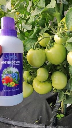 Срочная обработка ТОМАТОВ от БОЛЕЗНЕЙ, 3 средства и томаты будут плодоносить до заморозков #огород