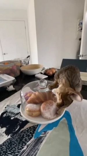 Ну, хоть кусочек сладенького!