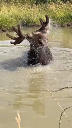Красавец