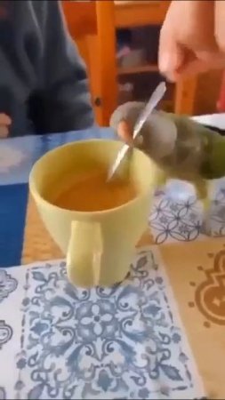Теперь мне нужен попугай!