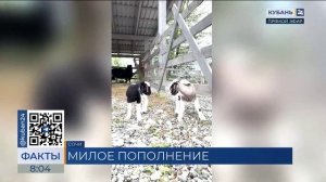 В парке альпака в Сочи родились камерунские козлята Чип и Дейл