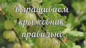 Выращиваем Крыжовник Правильно! Полезная Шпаргалка!