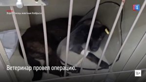 Волонтеры ищут дом для сбитой собаки