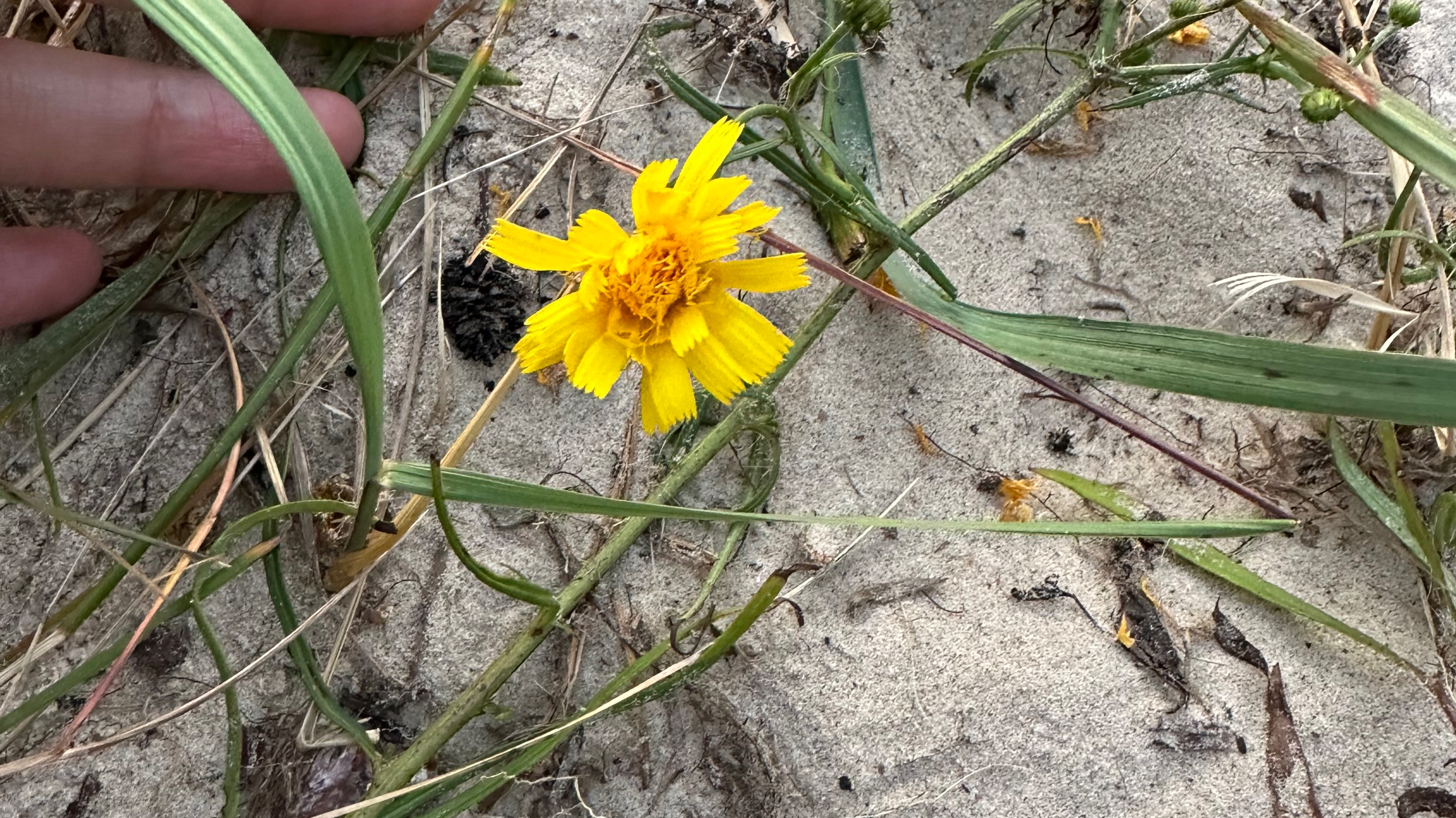 Голодные игры