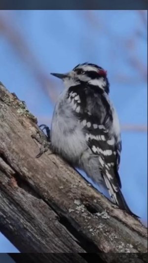 не болит голова у дятла✨🐦🐦⬛🐧🐦🔥