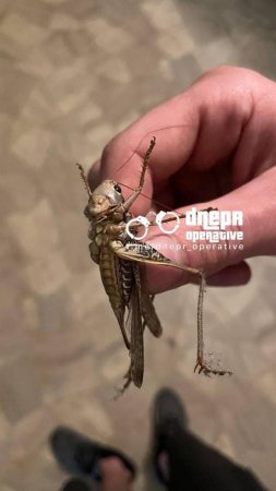 Для аграриев на территории НАТОвского недо-Рейха начались черные дни !!!