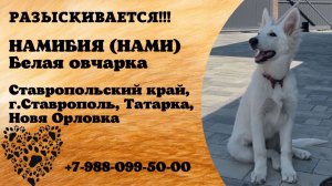 Пропала собака! НАМИБИЯ (НАМИ). Ставропольский край, г.Ставрополь.