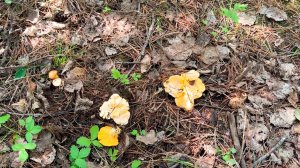 Под грибами - собираем лисички в Ирбейском лесу летом 2025