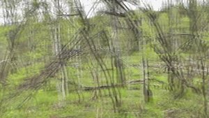 за черемшой на дачу