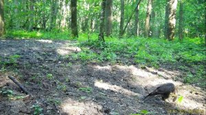 Уникальное видео: молодой канюк играет с шишкой