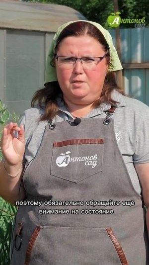 Убираем лук с грядки!