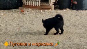 Пуговка и морковка. РусиШи в деле.