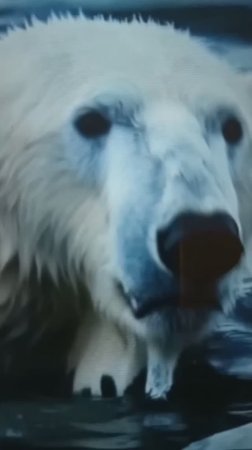 Схватка Белого медведя с Касаткой😯#Shorts