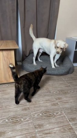 #юмор #прикол #приколы #угар #ржака #ржач #смех #смешно #кот #котики #животные #милота #весело #яппи