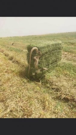От такие ящерицы в Новопсковском районе (ЛНР) водятся