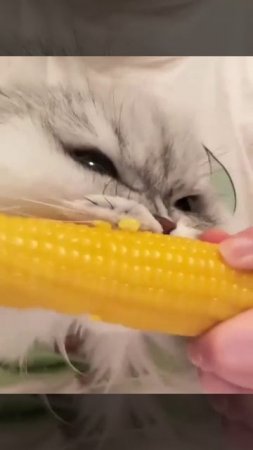 Коты снова дуреют с этой прикормки
