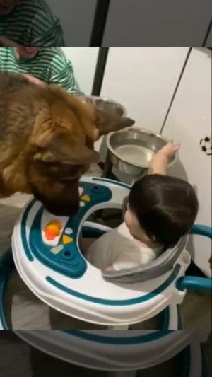 Осторожно❗ Собака печенькоотбирака🤦😂