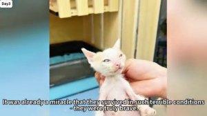 Истощённая кошка и её шесть котят боролись за жизнь на грани смерти без еды