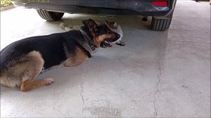 Собака. Кот. Том и Кос