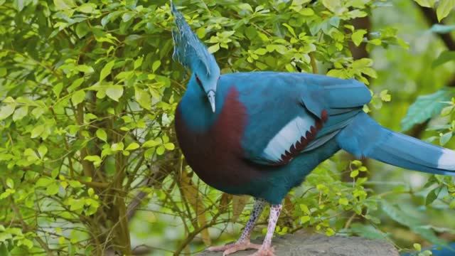 10 Самых Красивых и Интересных Пород Голубей смотреть онлайн